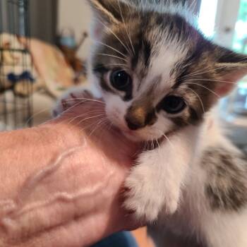 Rescue Domestic Short Hair Cats for Adoption in Woodstock, Virginia - Gabby Hill | PetCurious