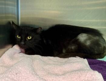 Rescue Domestic Short Hair Cats for Adoption in Providence Forge, Virginia - Paul Five NK | PetCurious