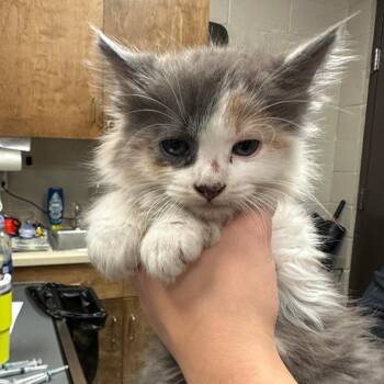 Domestic Long Hair Cats Available for Adoption - Jasmine | PetCurious