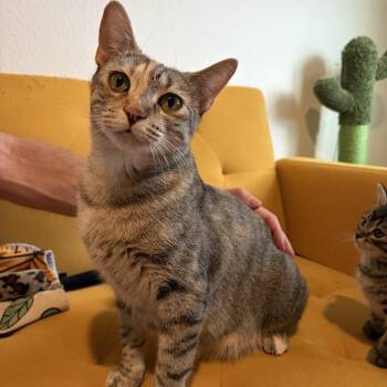 River -  Domestic Short Hair Cat for Adoption in Las Vegas, Nevada - River | PetCurious