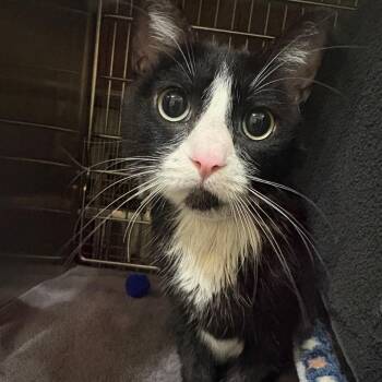 Romy -  Domestic Short Hair Cat for Adoption in Pasadena, California - Romy | PetCurious