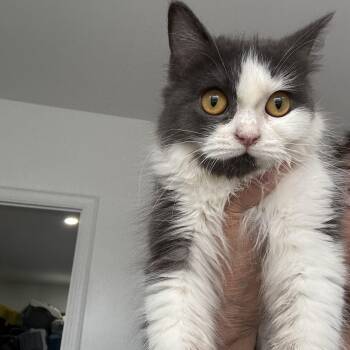 Camilla -  Maine Coon and British Shorthair Cat for Adoption in Brampton, Ontario - Camilla | PetCurious
