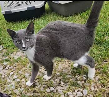 Domestic Short Hair Cats Available for Adoption in Olney, Illinois - Blessing | PetCurious