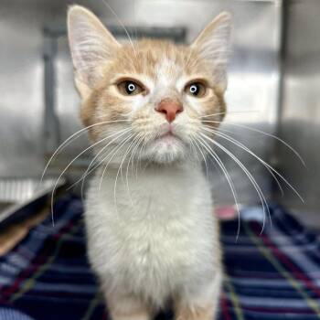 Jason -  Domestic Short Hair Cat for Adoption in Matteson, Illinois - Jason | PetCurious