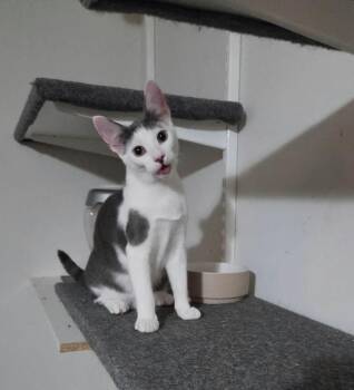 Mac -  Domestic Short Hair Cat for Adoption in Cary, North Carolina - Mac | PetCurious