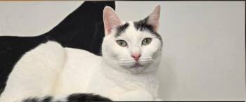 Rescue Domestic Short Hair Cats for Adoption in Woodbridge Township, New Jersey - Peach | PetCurious