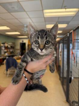Noble -  Domestic Short Hair Cat for Adoption in Heber City, Utah - Noble | PetCurious