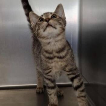 Caesar -  Tabby Cat for Adoption in Wyandotte, Michigan - Caesar | PetCurious