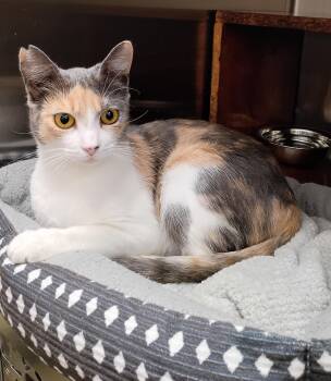 Leilani from Hawaii -  Domestic Short Hair Cat for Adoption in Hendersonville, Tennessee - Leilani From Hawaii | PetCurious