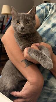Asphalt Queen (Available for pre-adoption) -  Russian Blue Cat for Adoption in Camden, South Carolina - Asphalt Queen (Available For Pre-adoption) | PetCurious