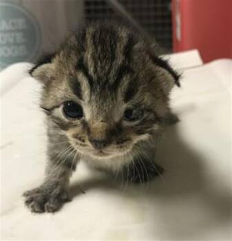 Domestic Short Hair Cats Available for Adoption in Conroe, Texas - ANDY | PetCurious