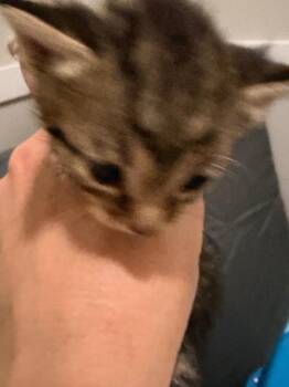 *Microwave Sally -  Domestic Short Hair Cat for Adoption in Newnan, Georgia - *Microwave Sally | PetCurious
