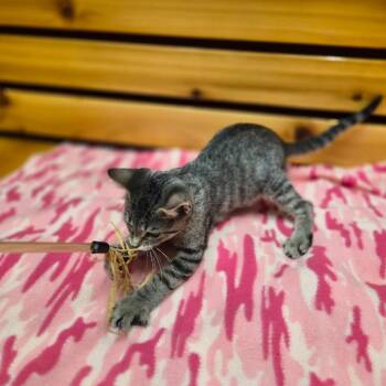Star -  Domestic Short Hair and Mixed Breed Cat for Adoption in Woodstock, Illinois - Star | PetCurious