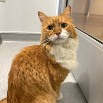 Rescue Domestic Long Hair Cats for Adoption in Murray, Utah - Cymbal | PetCurious