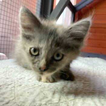 Rescue Domestic Medium Hair Cats for Adoption in Los Angeles, California - Streamer | PetCurious