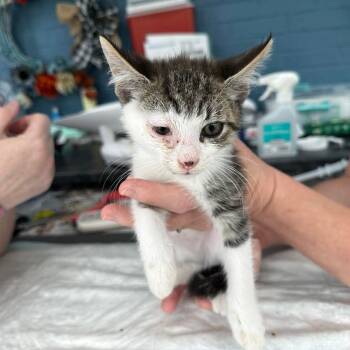 Rescue Domestic Short Hair Cats for Adoption in Woodstock, Virginia - #5 | PetCurious