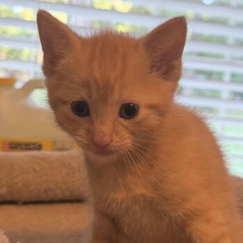 Sweet William -  Domestic Short Hair Cat for Adoption in Gloucester, Virginia - Sweet William | PetCurious