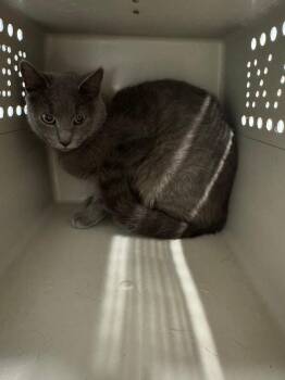 Stanley -  Domestic Short Hair Cat for Adoption in Bloomington, Indiana - Stanley | PetCurious