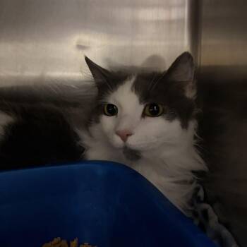 Domestic Long Hair Cats Available for Adoption in Franklin, North Carolina - Coral | PetCurious