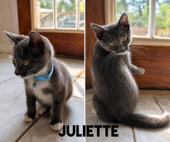 Juliette -  Domestic Short Hair Cat for Adoption in Shrewsbury, Massachusetts - Juliette | PetCurious