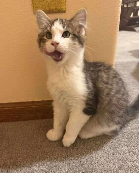 Rescue Domestic Medium Hair Cats for Adoption in Sioux Falls, South Dakota - Cooper | PetCurious
