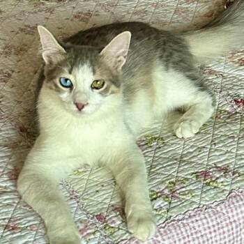 Rescue Domestic Short Hair and Burmilla Cats for Adoption in Brampton, Ontario - Gemma -2 Different Eyes Color | PetCurious