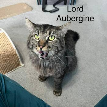 Domestic Medium Hair and Domestic Short Hair Cats Available for Adoption - Lord Aubergine C10514 | PetCurious