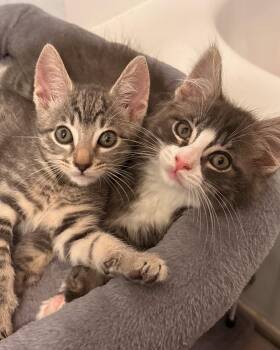 Ike & Tina -  Domestic Short Hair Cat for Adoption in Walnut Creek, California - Ike & Tina | PetCurious