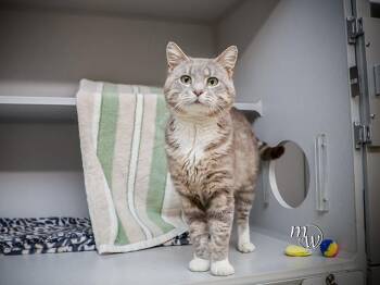 ASTER -  Domestic Short Hair Cat Available for Adoption in Omaha, Nebraska - ASTER | PetCurious