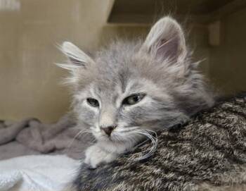 CHUCK -  Domestic Long Hair Cat for Adoption in Martinez, California - CHUCK | PetCurious