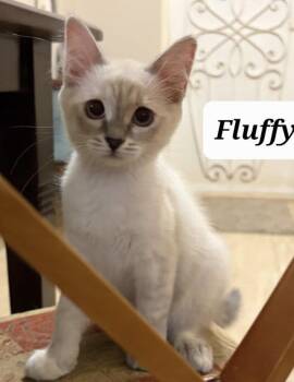 Ragdoll Cats Available for Adoption in Brampton, Ontario - Fluffy | PetCurious