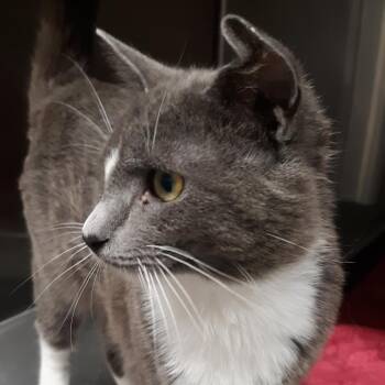 Domestic Short Hair Cats Available for Adoption - Cedar | PetCurious