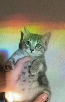 Domestic Medium Hair Cats Available for Adoption in Reno, Nevada - Laura-Nicole | PetCurious