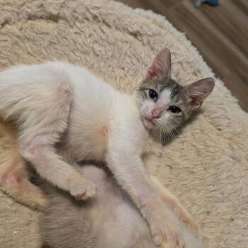 AI -  Domestic Short Hair Cat for Adoption in Port Richey, Florida - AI | PetCurious