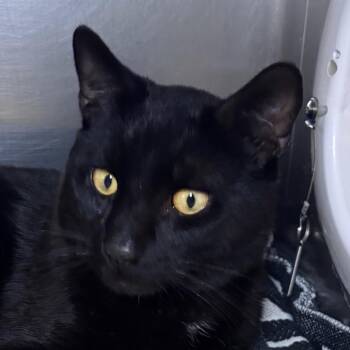 Crumbs -  Domestic Short Hair Cat Available for Adoption in Providence, Rhode Island - Crumbs | PetCurious