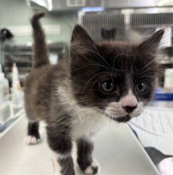 BILLY GOAT -  Domestic Medium Hair Cat Available for Adoption in Rancho Cucamonga, California - BILLY GOAT | PetCurious