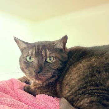 Domestic Short Hair Cats Available for Adoption in Harrisonburg, Virginia - Pepper | PetCurious