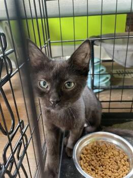 Domestic Short Hair Cats Available for Adoption - Lumi | PetCurious