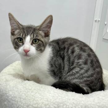 Cruz -  Domestic Short Hair Cat for Adoption - Cruz | PetCurious
