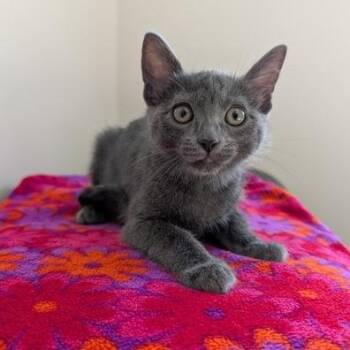 Marigold -  Domestic Short Hair Cat for Adoption in Rochester, Minnesota - Marigold | PetCurious