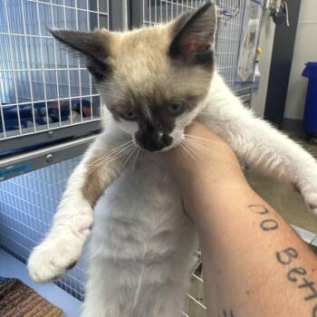 Minx -  Domestic Short Hair Cat for Adoption in Columbiana, Alabama - Minx | PetCurious