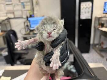 Domestic Short Hair Cats Available for Adoption in Thousand Palms, California - A1908921 | PetCurious