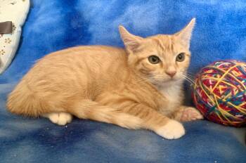 Benny -  Domestic Short Hair Cat for Adoption in San Jose, California - Benny | PetCurious