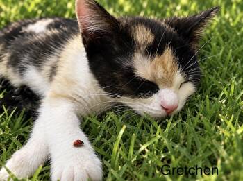 Gretchen -  Domestic Short Hair Cat for Adoption in Denver, Colorado - Gretchen | PetCurious