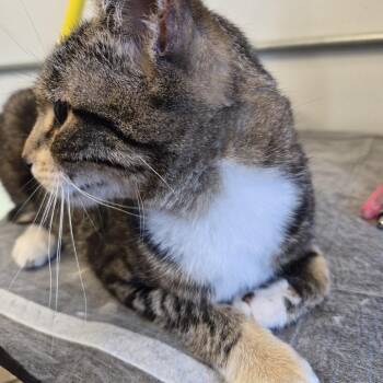 Lucky Mellon -  Domestic Short Hair Cat for Adoption in Natick, Massachusetts - Lucky Mellon | PetCurious