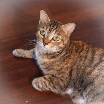 Rescue Domestic Short Hair Cats for Adoption in St. Augustine, Florida - Peach | PetCurious