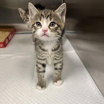 Vex -  Domestic Short Hair Cat for Adoption in Tampa, Florida - Vex | PetCurious