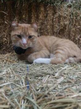 Rescue Domestic Short Hair Cats for Adoption in Elko New Market, Minnesota - Gregor | PetCurious