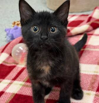 Peony -  Domestic Short Hair Cat for Adoption in Columbia, Illinois - Peony | PetCurious