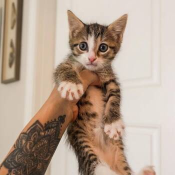 Shrimp -  Domestic Short Hair Cat for Adoption in Pompano Beach, Florida - Shrimp | PetCurious